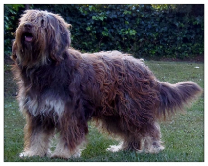 CÃO DA SERRA DE AIRES