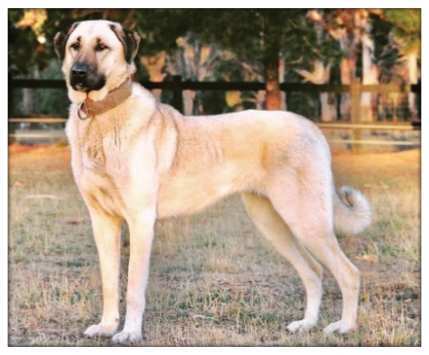 KANGAL COBAN KOPEGI