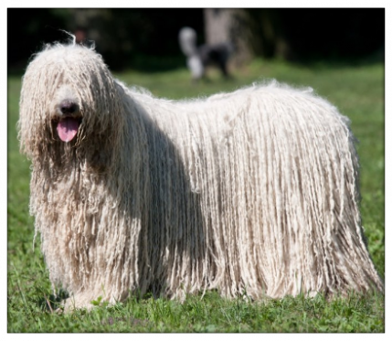 KOMONDOR