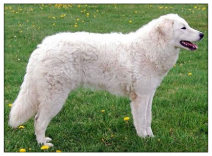 kuvasz