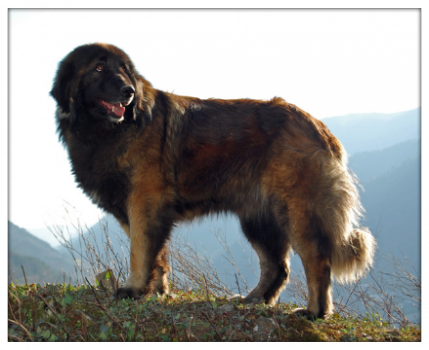 CANE DA SIERRA DI ESTRELA