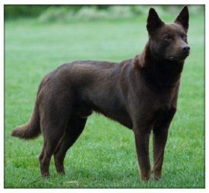 AUSTRALIAN KELPIE