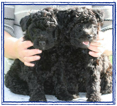 cuccioli Pumi cuccioli Pumi