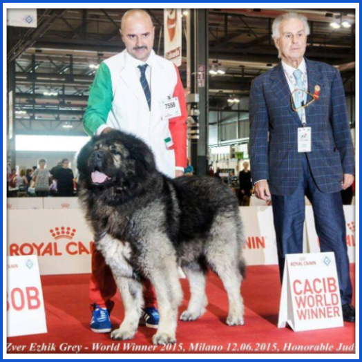 BASKOY ZVER EZHIK GREY BASKOY ZVER EZHIK GREY