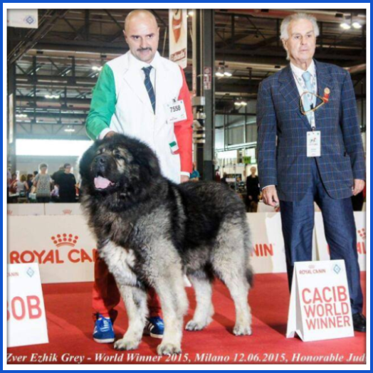 Cazzano, il cane pastore Lampo campione ai Piani dell'Avaro -   notizie!