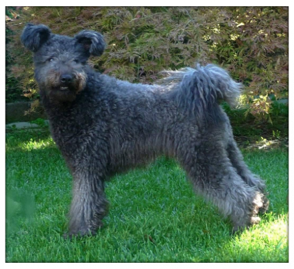 pumi dog