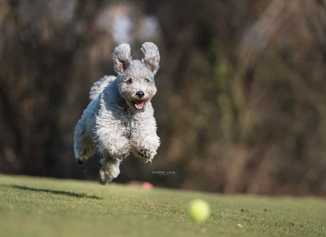 Pumi dog Pumi dog