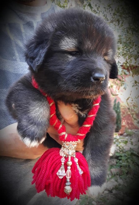 cucciolo pastore del Caucaso di Ca' Bastiani