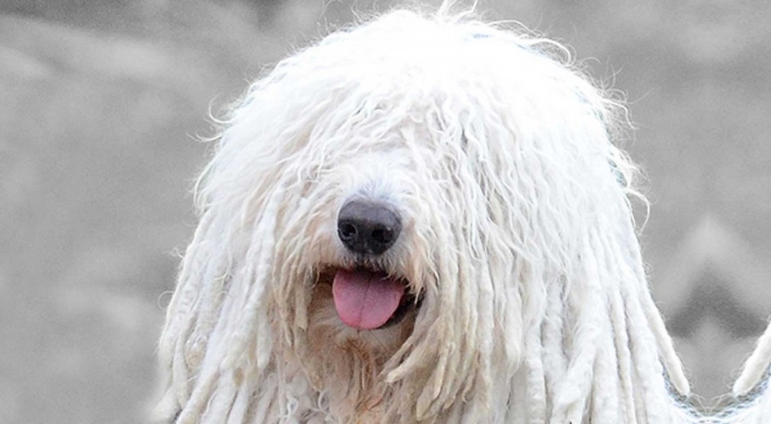 KOMONDOR KOMONDOR