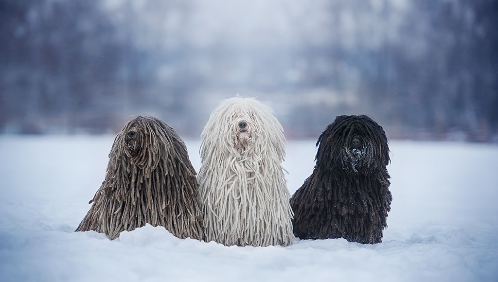 Puli dog Puli dog