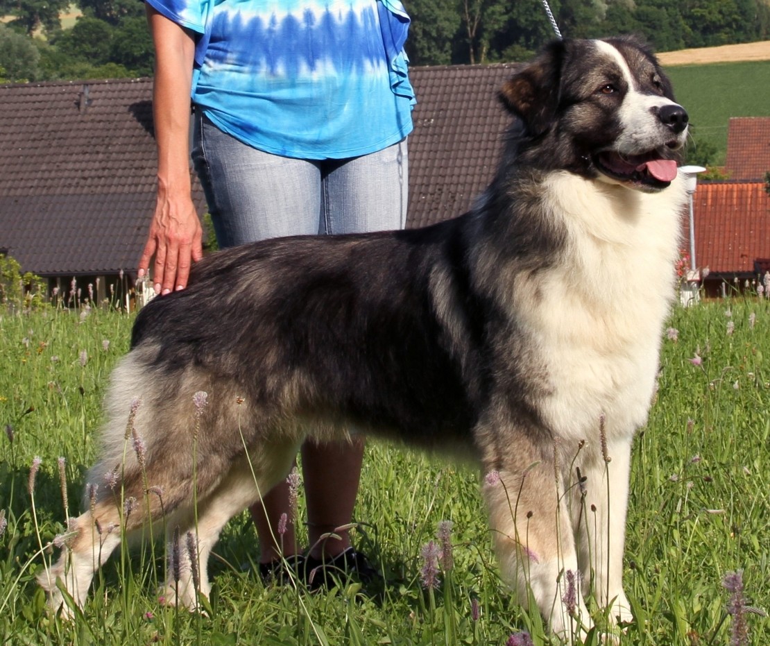 ROMANIAN CARPATHIAN SHEPHERD DOG ROMANIAN CARPATHIAN SHEPHERD DOG