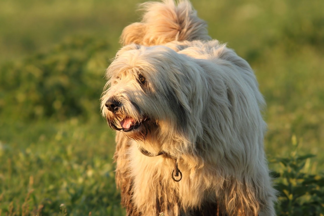 ROMANIAN MIORITIC SHEPHERD DOG