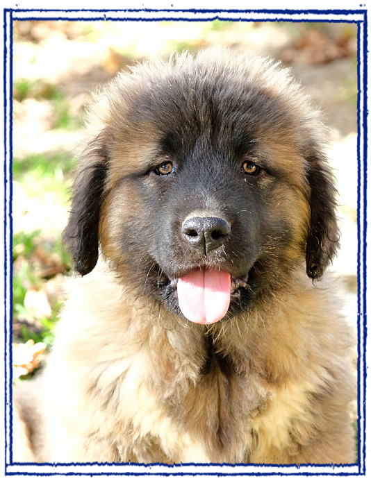 cucciolo Cane da Pastore del Caucaso disponibile cucciolo Cane da Pastore del Caucaso disponibile