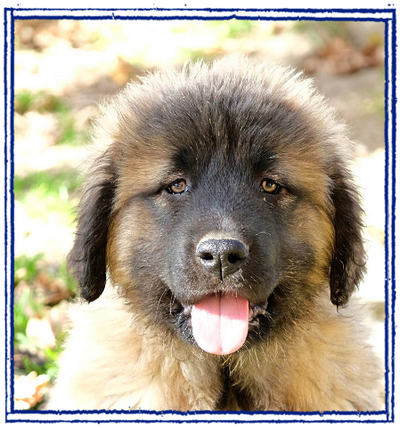 cucciolo Cane da Pastore del Caucaso disponibile cucciolo Cane da Pastore del Caucaso disponibile