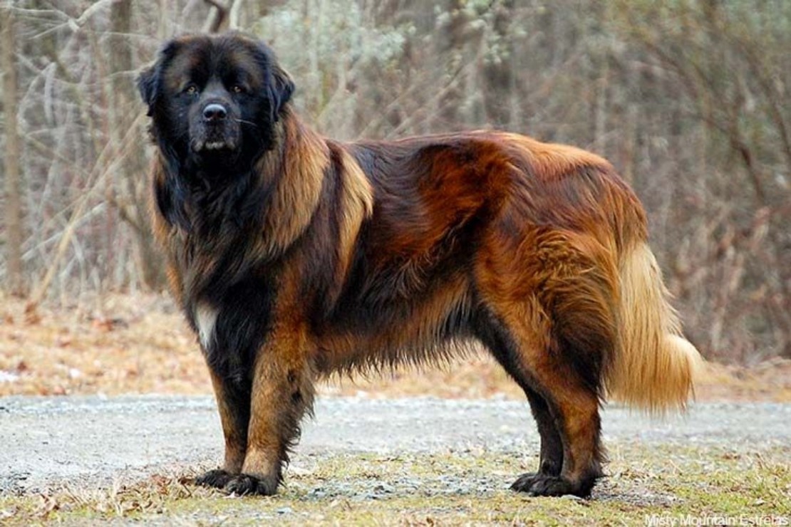 CANE DA SIERRA DI ESTRELA CANE DA SIERRA DI ESTRELA