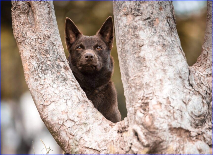 australian kelpie