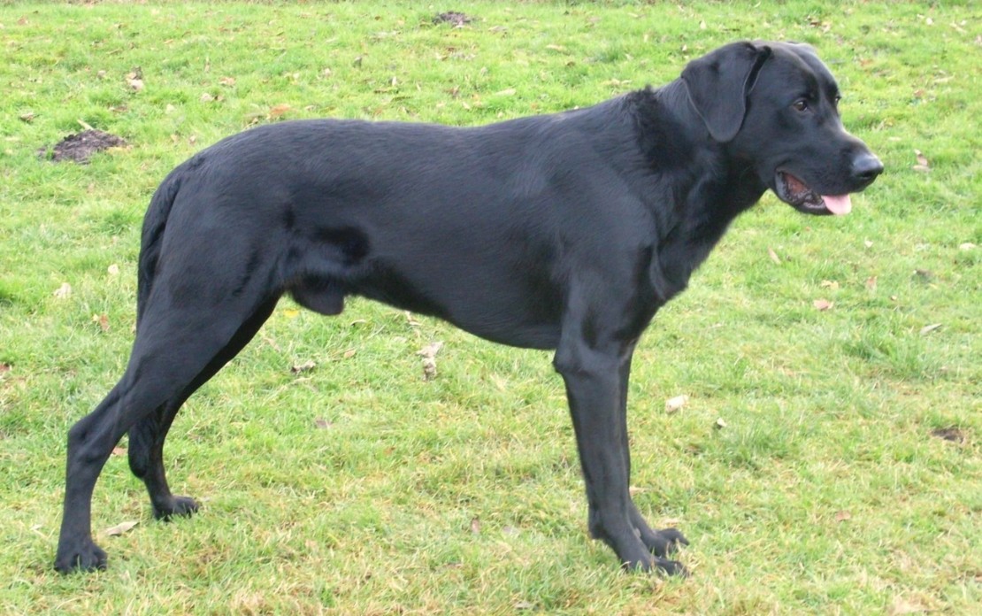 CANE DA PASTORE MALLORQUIN CANE DA PASTORE MALLORQUIN