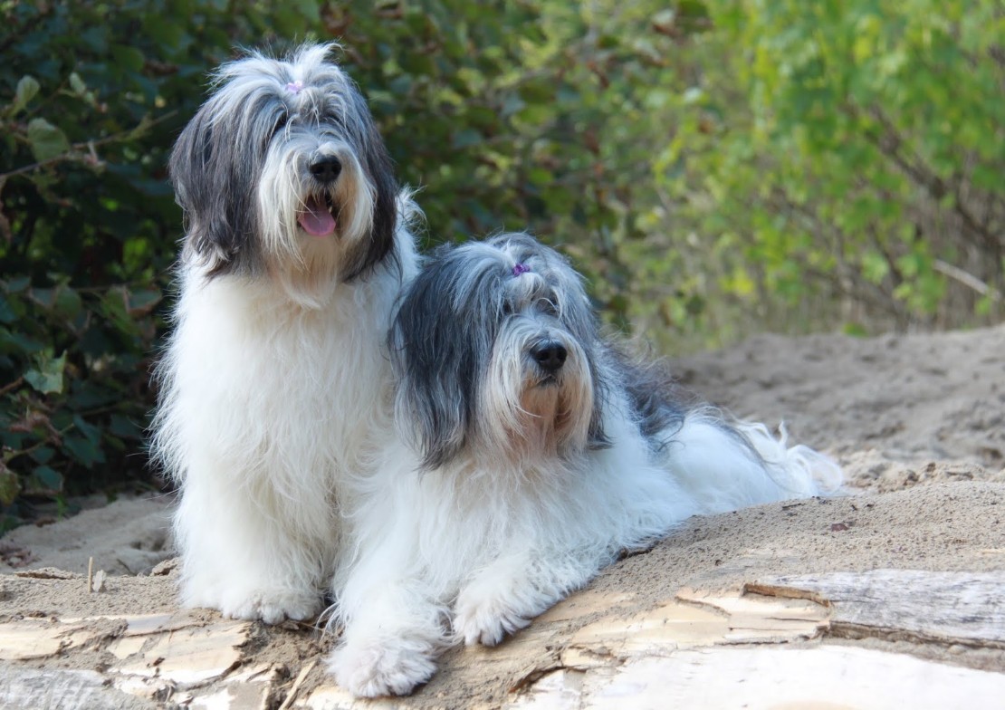 CANE DA PASTORE DI VALLÉE