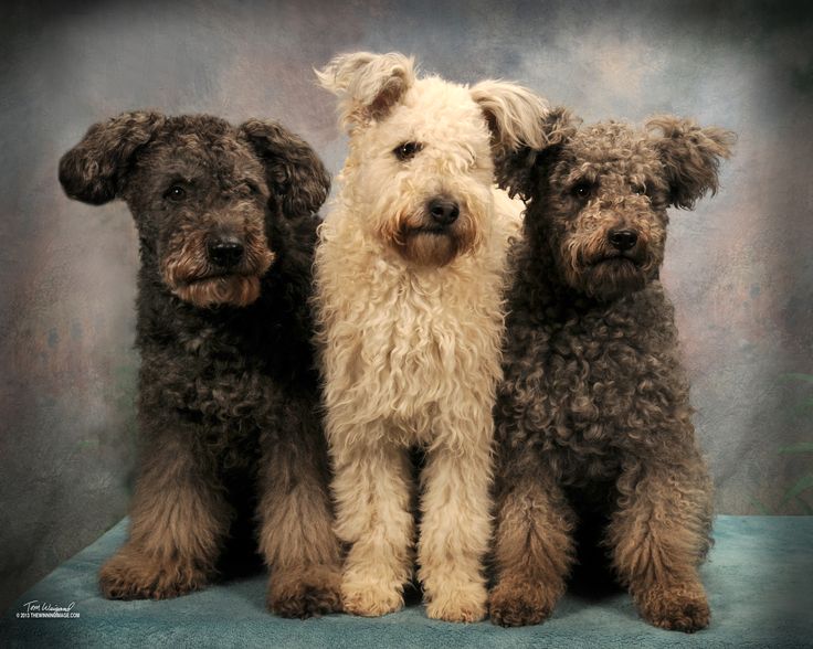 Pumi dog Pumi dog