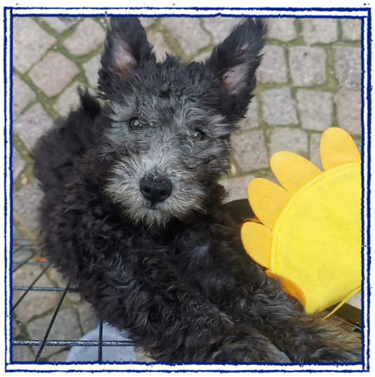 cuccioli Pumi alta genealogia disponibili cuccioli Pumi alta genealogia disponibili