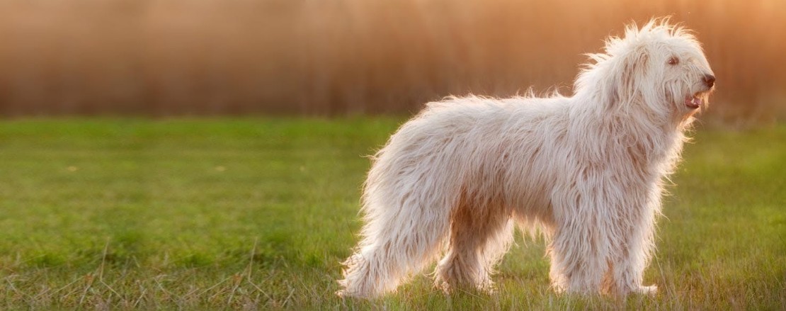CANE DA PASTORE DELLA RUSSIA MERIDIONALE CANE DA PASTORE DELLA RUSSIA MERIDIONALE