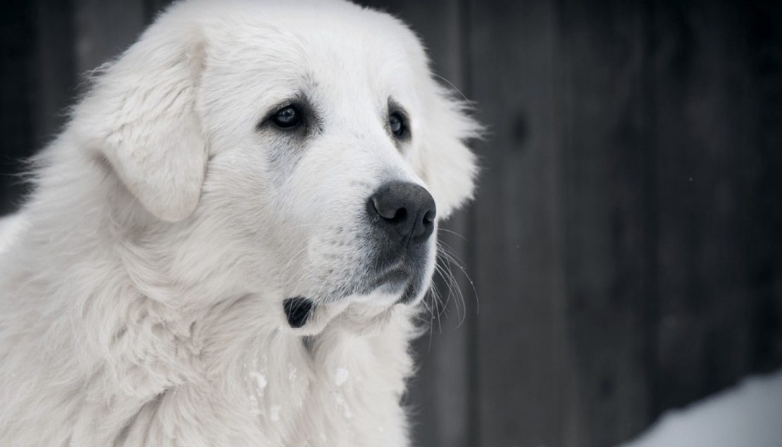 CANE DA PASTORE DI TATRA CANE DA PASTORE DI TATRA