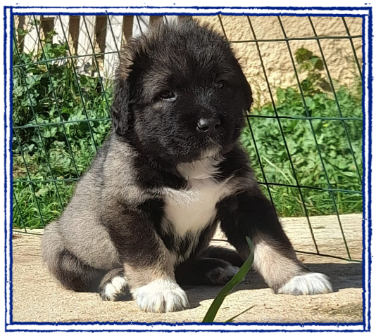 cuccioli Cane da Pastore del Caucaso disponibili cuccioli Cane da Pastore del Caucaso disponibili