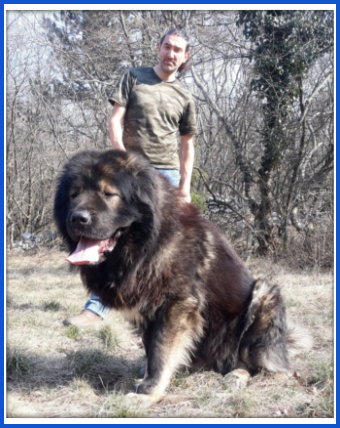 Cazzano, il cane pastore Lampo campione ai Piani dell'Avaro -   notizie!